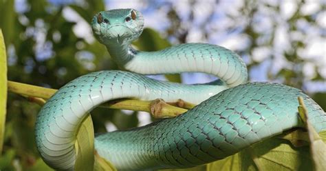  El Sueño de la Serpiente Celeste: Una Exploración Vibrante del Simbolismo Religioso en la Obra de Qamar